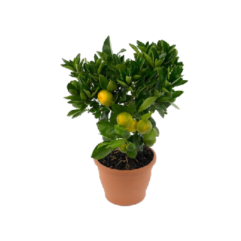 ��������������� ����� � �������� 35/12