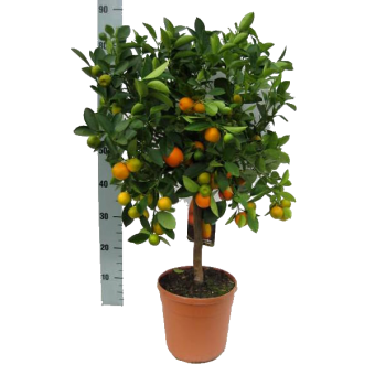 ���������� ������ 90/19