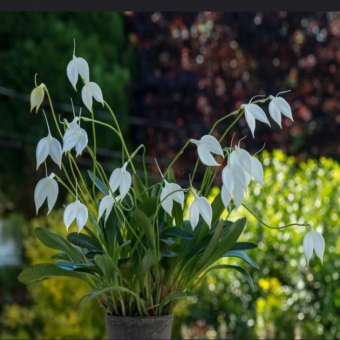 ������� ����������� ����������