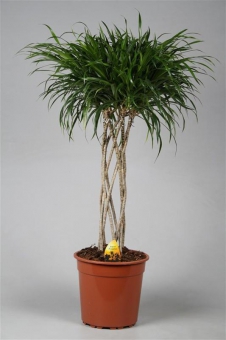 ������� ����� ���� 140/31