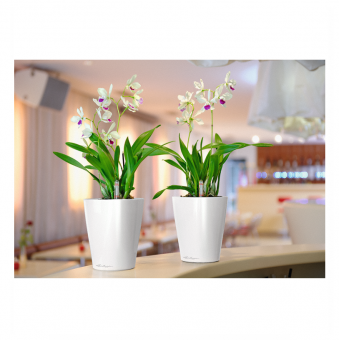 Lechuza Deltini PREMIUM