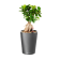 Lechuza Mini-Deltini PREMIUM
