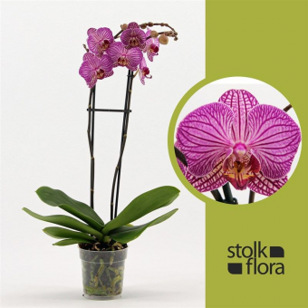 ������� ���������� ����� �����