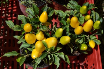 �������� ������ ���� 15/7