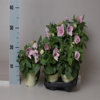 ���������� ����������� ���� 30/17