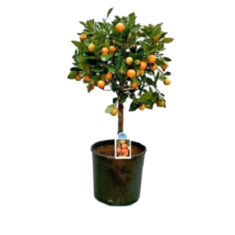 ��������������� ����� �� ������ 65/19