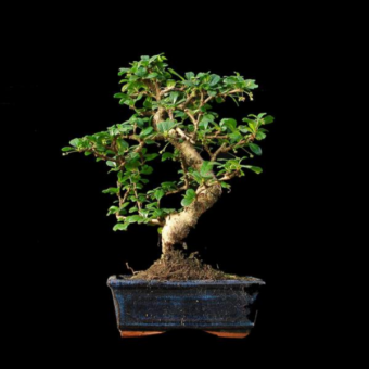 ������ ������� 20�� �������