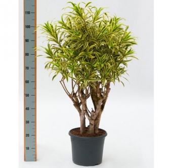 ������� ����� 35/11