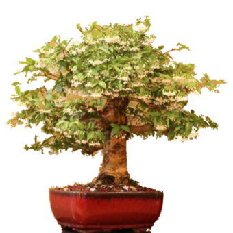 ������������ ������ ������ 40��