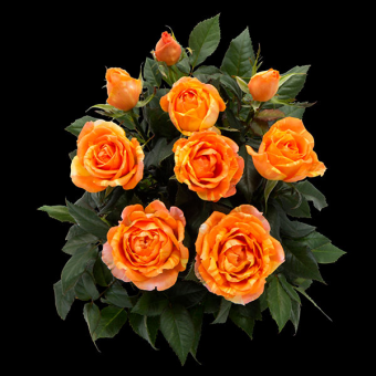 ������� ���� ���� 15/6