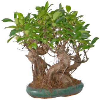 ����-����� ������ ������ �� ������� 40��