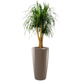 ������ + RONDO 32