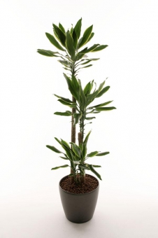 ������� ������ ���� 45/11