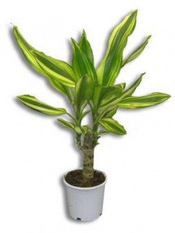 ������� ����� ���� 16/9 (prof)