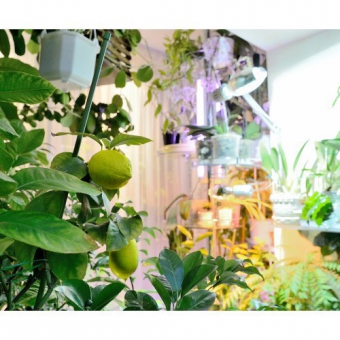 ����������������� ��������� Reflux ���� (������ PGX)