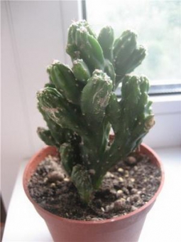 ������ ������ 65/19