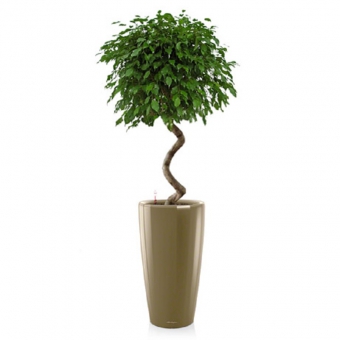 ����� �������� + RONDO 32