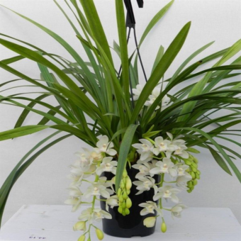 ������� ��������� ���� ����� ��� ������