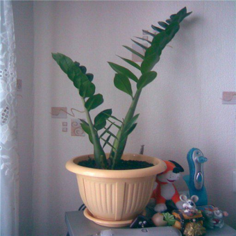 ������������ 55/12