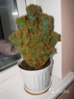 ������ ������ 65/19