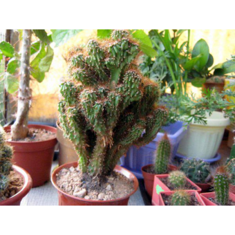 ������ ������ 30/13