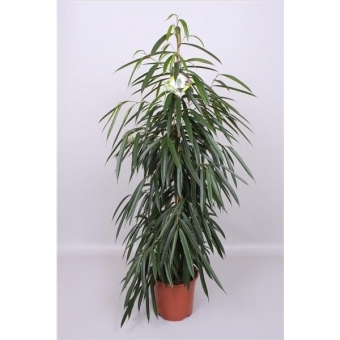 ����� ��� 90/19 �������