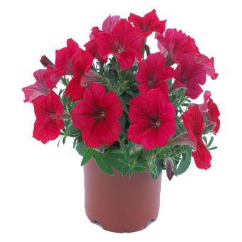 �������� (H) ���� 45/23