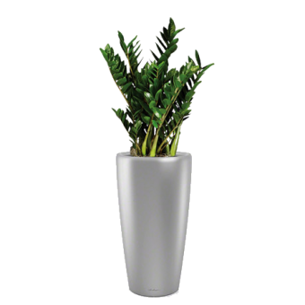 ������������ + RONDO 40