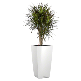 ������� ��������� + CUBICO 30