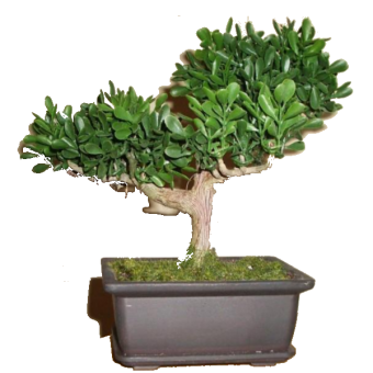 ������ ������ ������ 5 ���