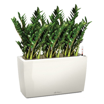 ������������ ������������ + CARARO