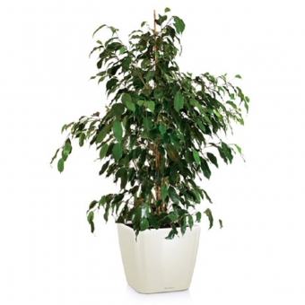 ����� ���������� ������� + QUADRO LS