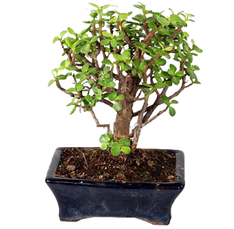 ������������ ������ �������� ������ 20��